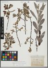 Foto von Salix appendiculata Vill. x Salix eleagnos Scop.